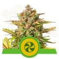ROYAL QUEEN SEEDS - Sweet ZZ Auto (1)