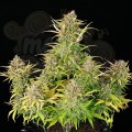 ROYAL QUEEN SEEDS - Sweet ZZ Auto (1)