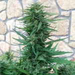 Sweet Tooth Auto