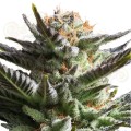 ROYAL QUEEN SEEDS - Fruit Spirit®