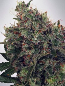 MINISTRY OF CANNABIS - Ultra White Amnesia