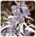 DUTCH PASSION - Blueberry®