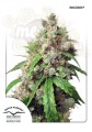 DUTCH PASSION - Auto Euforia®
