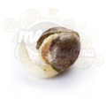 ROYAL QUEEN SEEDS - Blue Mystic®