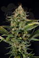 DINAFEM - Amnesia Kush