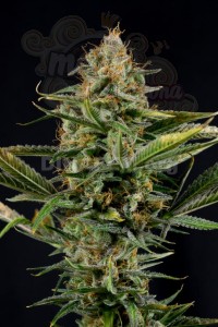 DINAFEM - Amnesia Kush