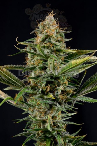 DINAFEM - Amnesia Kush