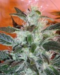 Lowryder#2 Auto