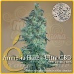 ELITE SEEDS - Amnesia Haze Ultra CBD