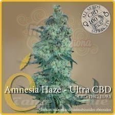 ELITE SEEDS - Amnesia Haze Ultra CBD