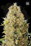 BULK SEED BANK - Auto Kali's Mistery