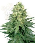 WHITE LABEL - White Widow