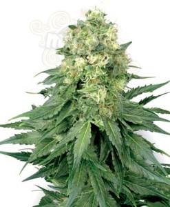 WHITE LABEL - White Widow