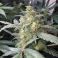 FASTBUDS - Green Crack Auto