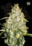 BULK SEED BANK - Auto Good Wild Shark
