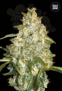 BULK SEED BANK - Auto Good Wild Shark