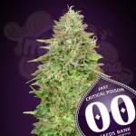 00 SEEDS BANK - Critical Poison Fast Version