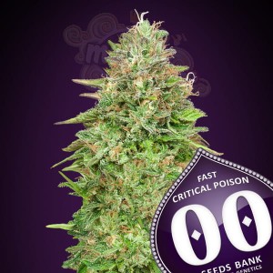 00 SEEDS BANK - Critical Poison Fast Version