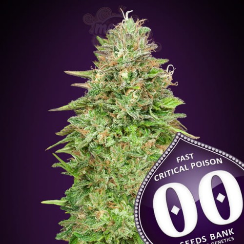 00 SEEDS BANK - Critical Poison Fast Version