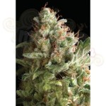 PYRAMID SEEDS - American Pie