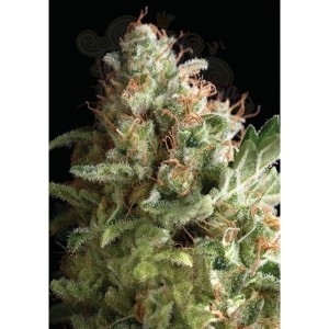 PYRAMID SEEDS - American Pie