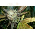 PARADISE SEEDS - Lucid Bolt