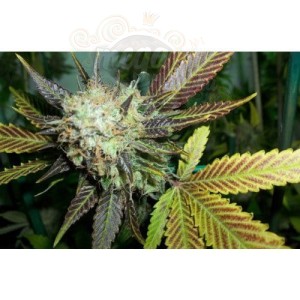 PARADISE SEEDS - Lucid Bolt