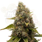 White Widow