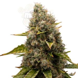White Widow