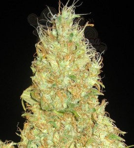 DELICOUS SEEDS - Fruity Chronic Juice