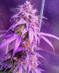 Hindu Kush Auto