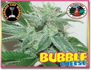 -50% BIG BUDDHA SEEDS - Bubble Cheese 10szt