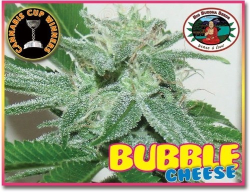 BIG BUDDHA SEEDS - Bubble Cheese 10szt WYPRZEDAŻ
