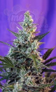 SWEET SEEDS - Sweet Skunk F1 Fast Version