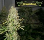 Biological Seeds - Auto Amnesia Haze