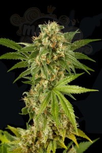 DINAFEM - Kush-n-Cheese