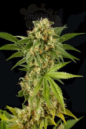 DINAFEM - Kush-n-Cheese