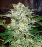 WORLD OF SEEDS - Mazar Kush