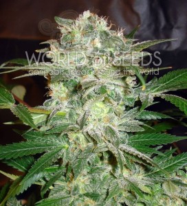 WORLD OF SEEDS - Mazar Kush