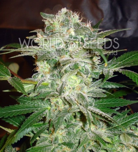 WORLD OF SEEDS - Mazar Kush