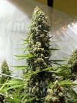 White Russian Auto
