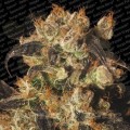 PARADISE SEEDS - White Berry