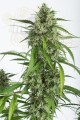 DINAFEM - White Widow XXL Autoflowering
