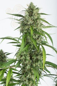 DINAFEM - White Widow XXL Autoflowering