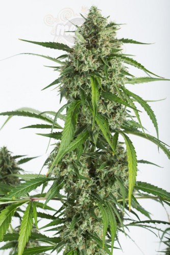DINAFEM - White Widow XXL Autoflowering