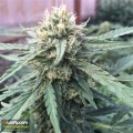 CBD Crew -  CBD Critical Mass