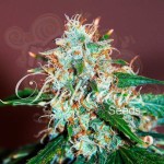 DELICIOUS SEEDS - Critical Neville Haze Auto