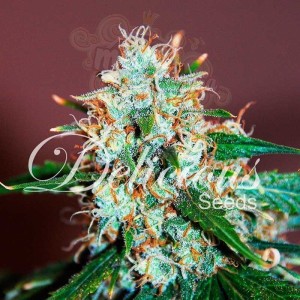 DELICIOUS SEEDS - Critical Neville Haze Auto
