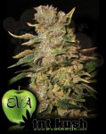 EVA SEEDS - TNT Kush