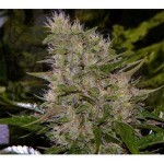Biological Seeds - Auto Critical